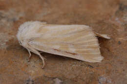 Image of Brighton Wainscot