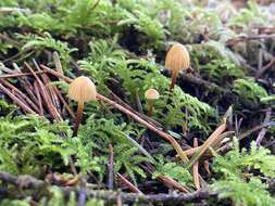 Image de Galerina vittiformis (Fr.) Singer 1950