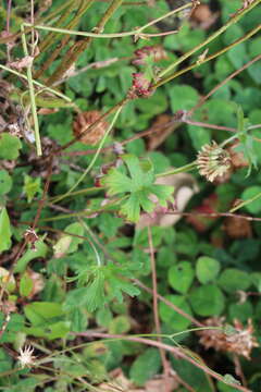 Image of New Zealand geranium