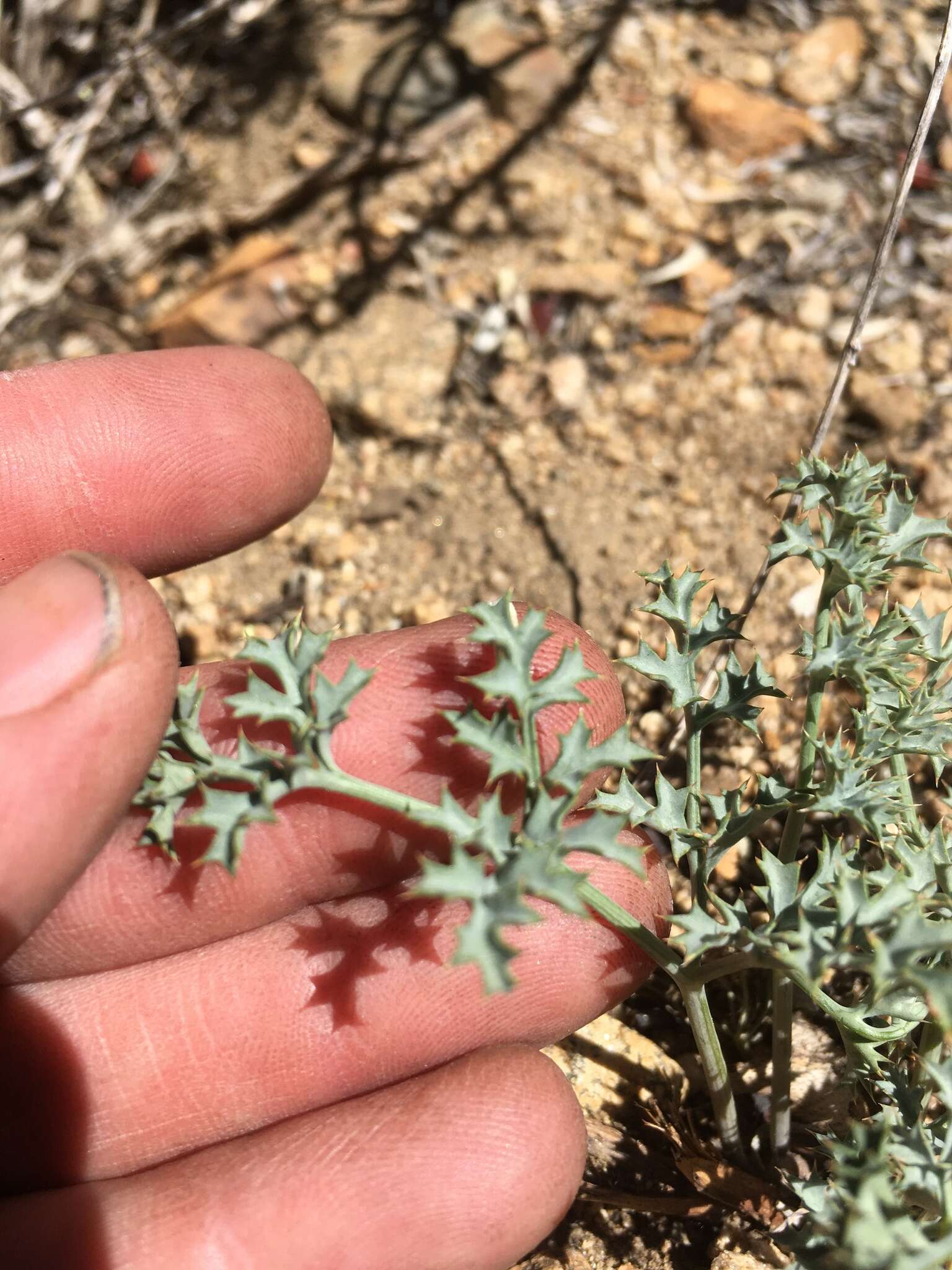 Imagem de Lomatium rigidum (M. E. Jones) Jepson