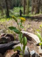 Imagem de Oreochrysum parryi (A. Gray) Rydb.