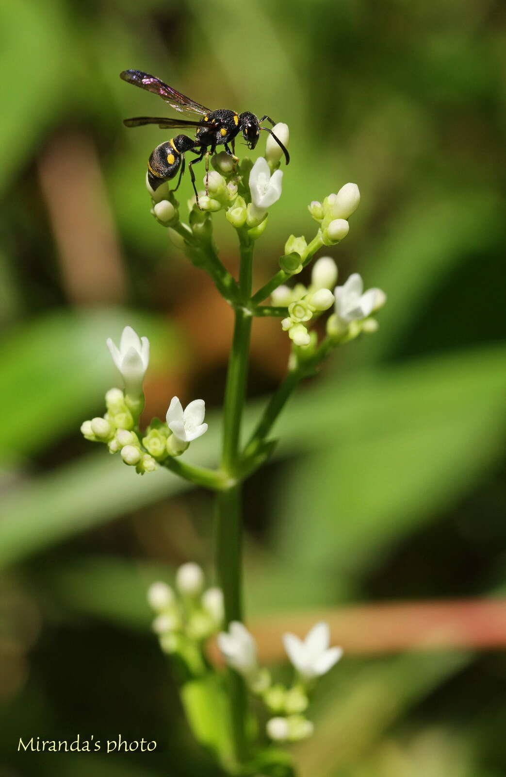 Sivun Apodynerus formosensis (Schulthess 1934) kuva