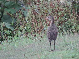 Image of Aztec Rail