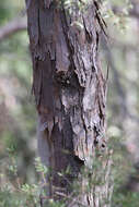 Angophora woodsiana F. M. Bailey的圖片