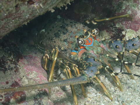 Image of Scalloped Spiny Lobster