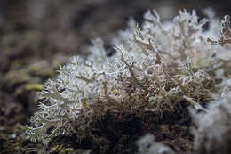 Image of Anaptychia ciliaris (L.) Körb.