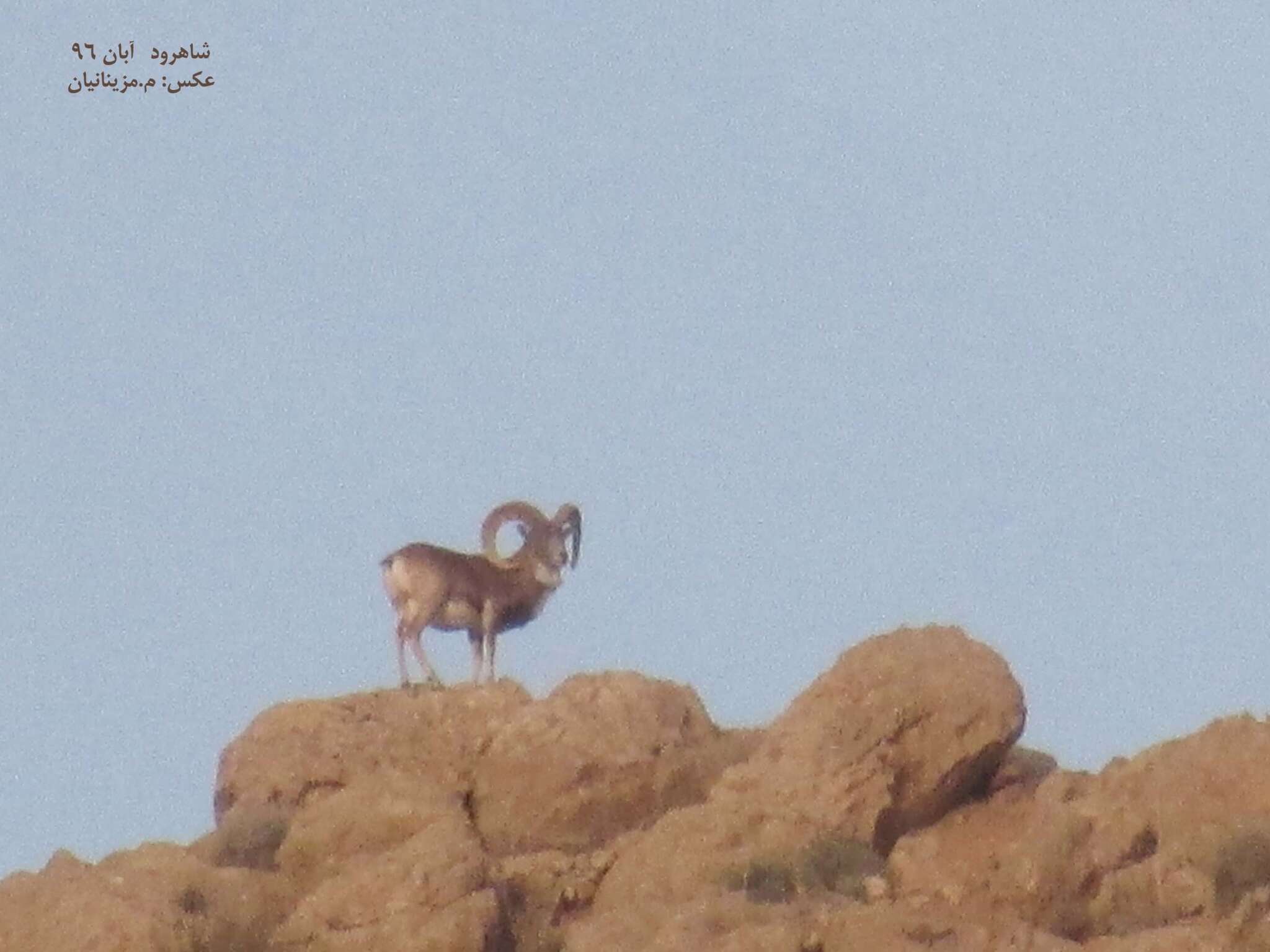 Image of Ladakh Urial