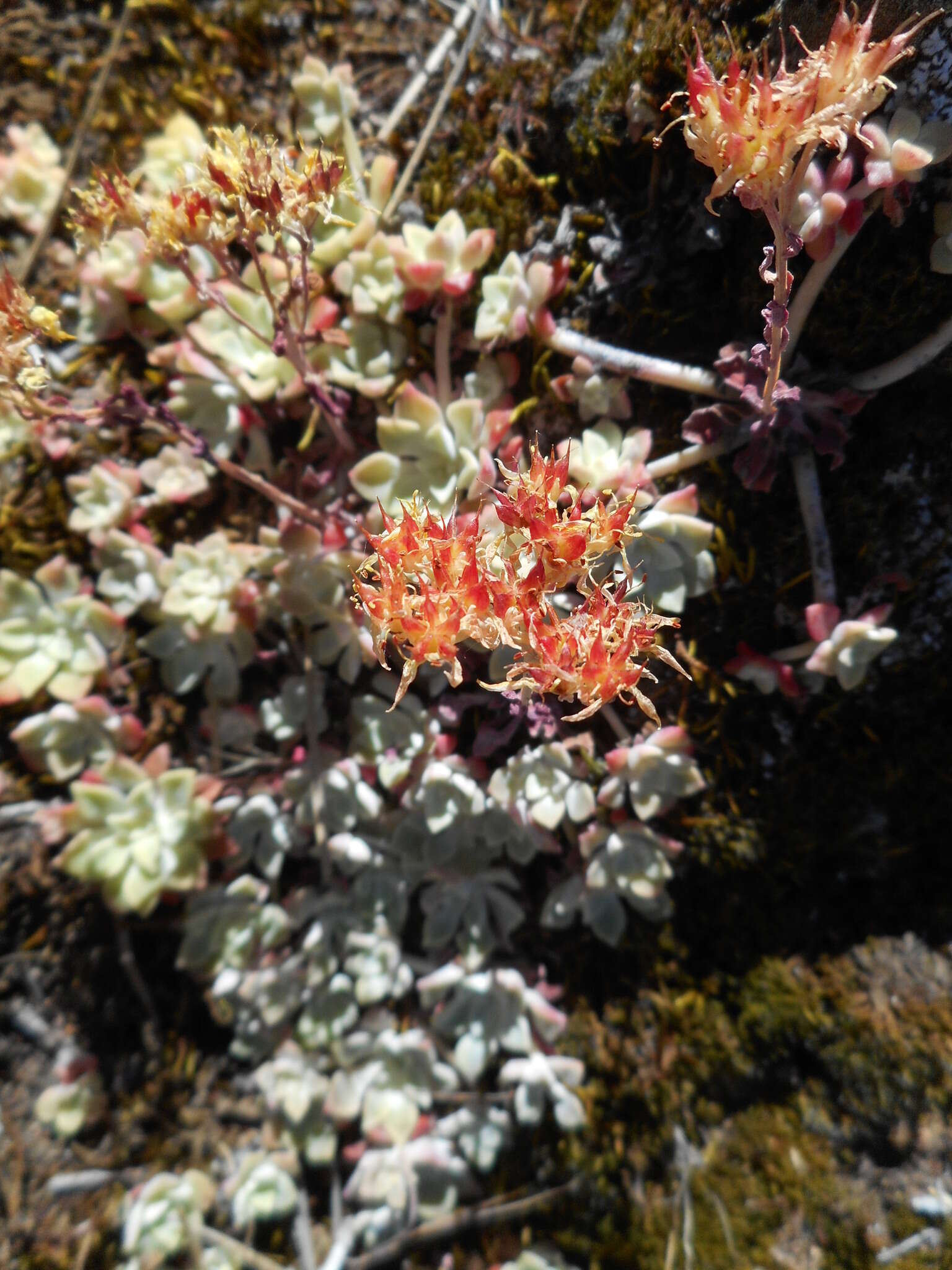 Image of broadleaf stonecrop