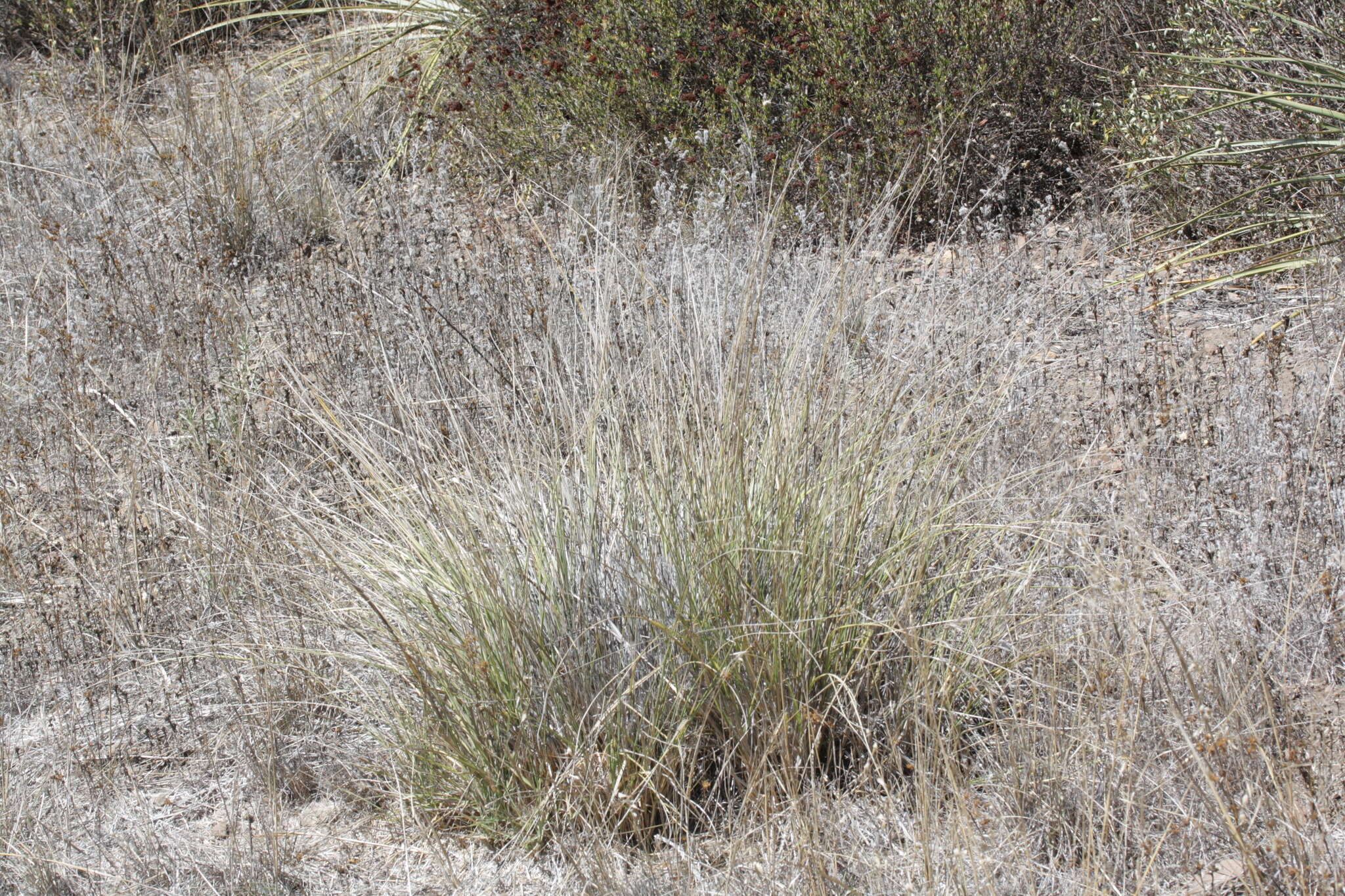 Image of deergrass