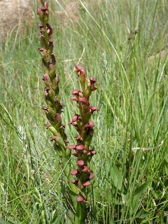 Image of Disa brevicornis (Lindl.) Bolus