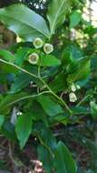 Image of Vaccinium arctostaphylos L.