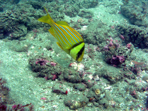 Image of Panama porkfish