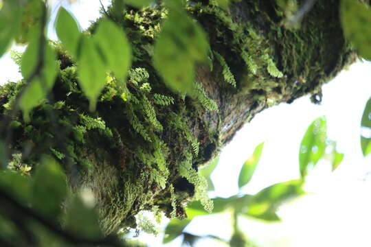 Image of Hymenophyllum barbatum (v. d. Bosch) Bak.