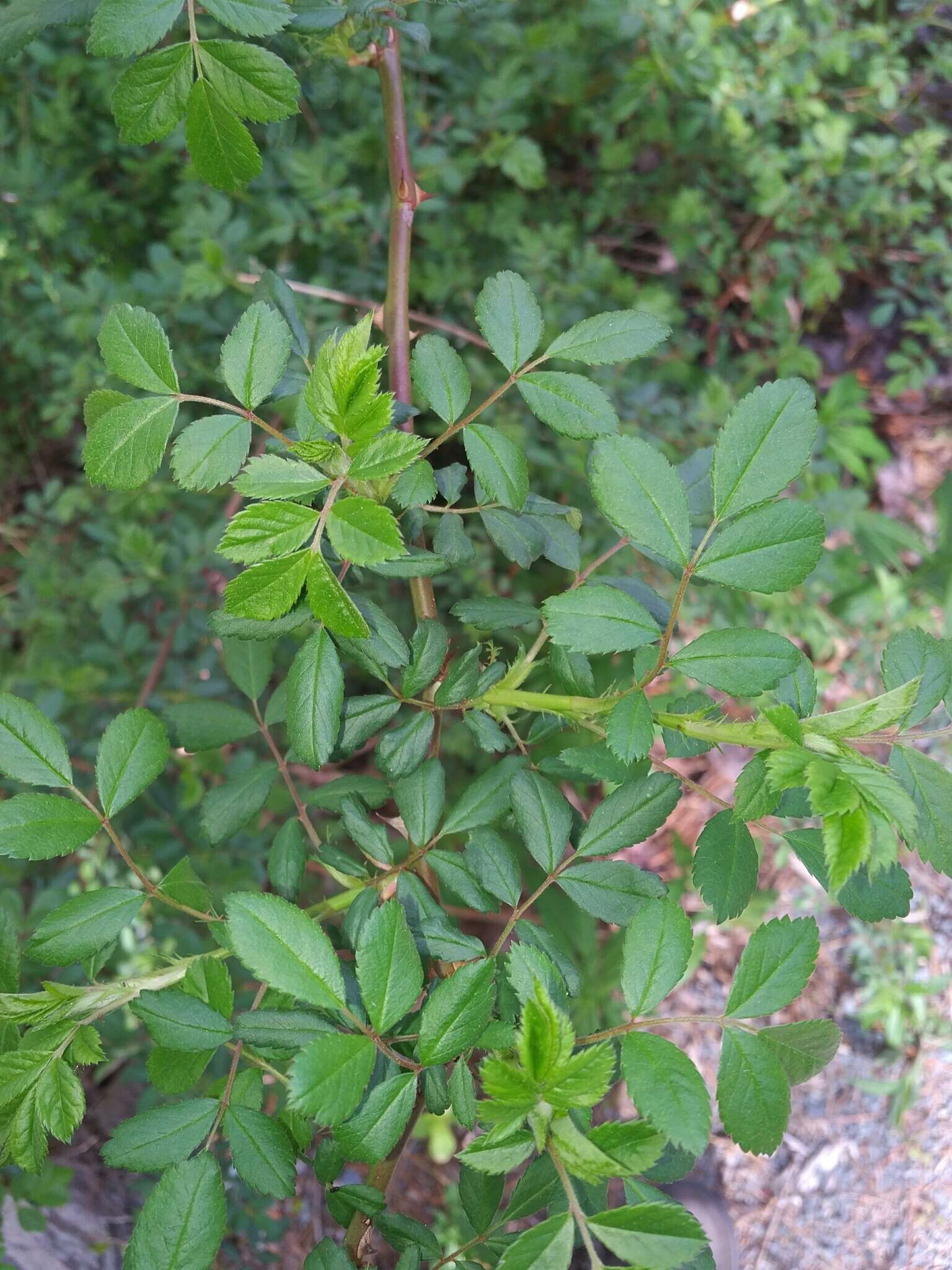 Image de Rosa multiflora var. cathayensis Rehd. & E. H. Wilson