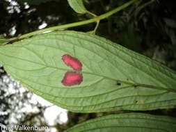 Imagem de Columnea consanguinea Hanst.