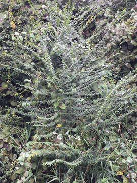 صورة Ligustrum quihoui Carrière