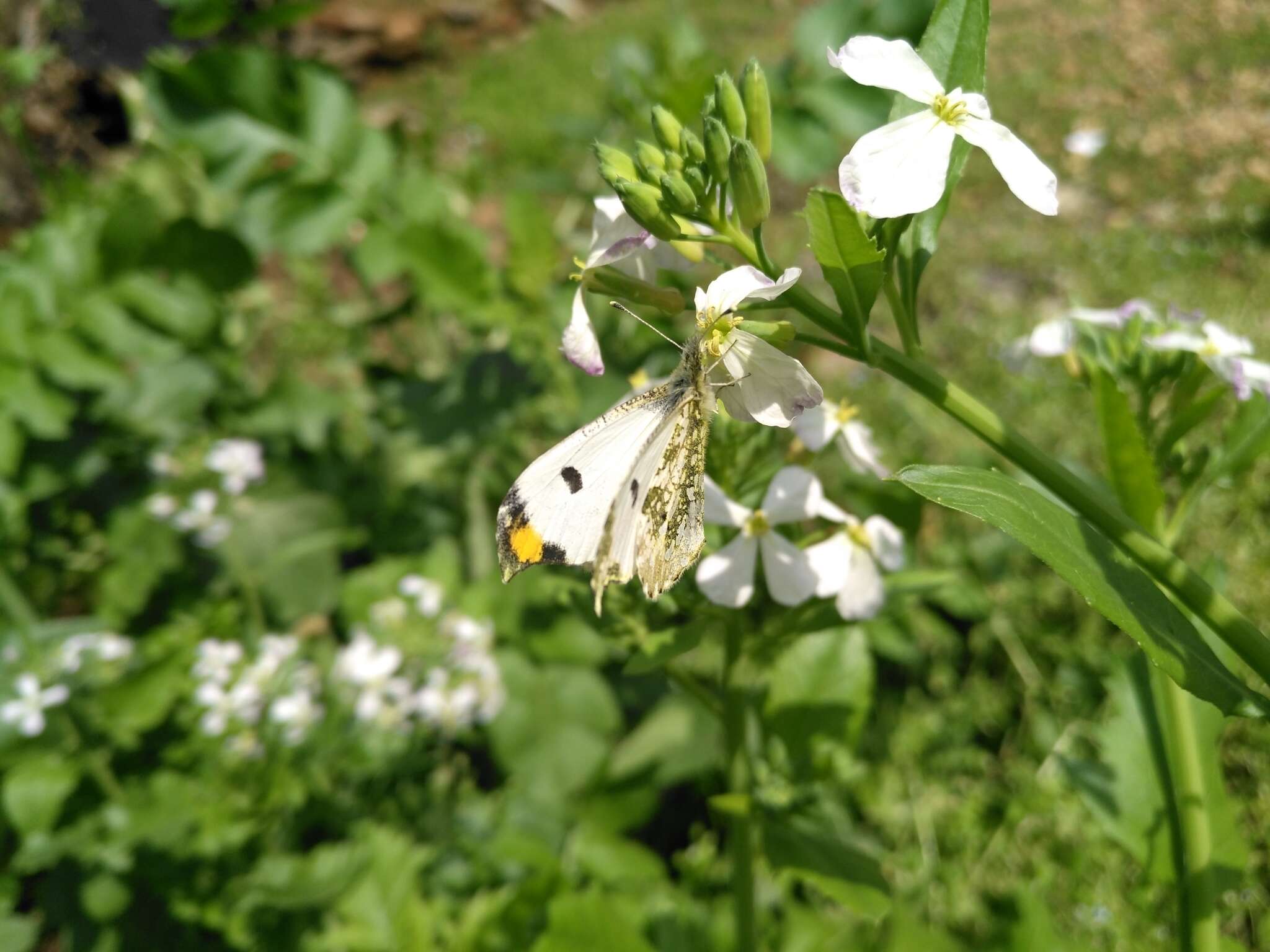 Image of Anthocharis scolymus Butler (1866)