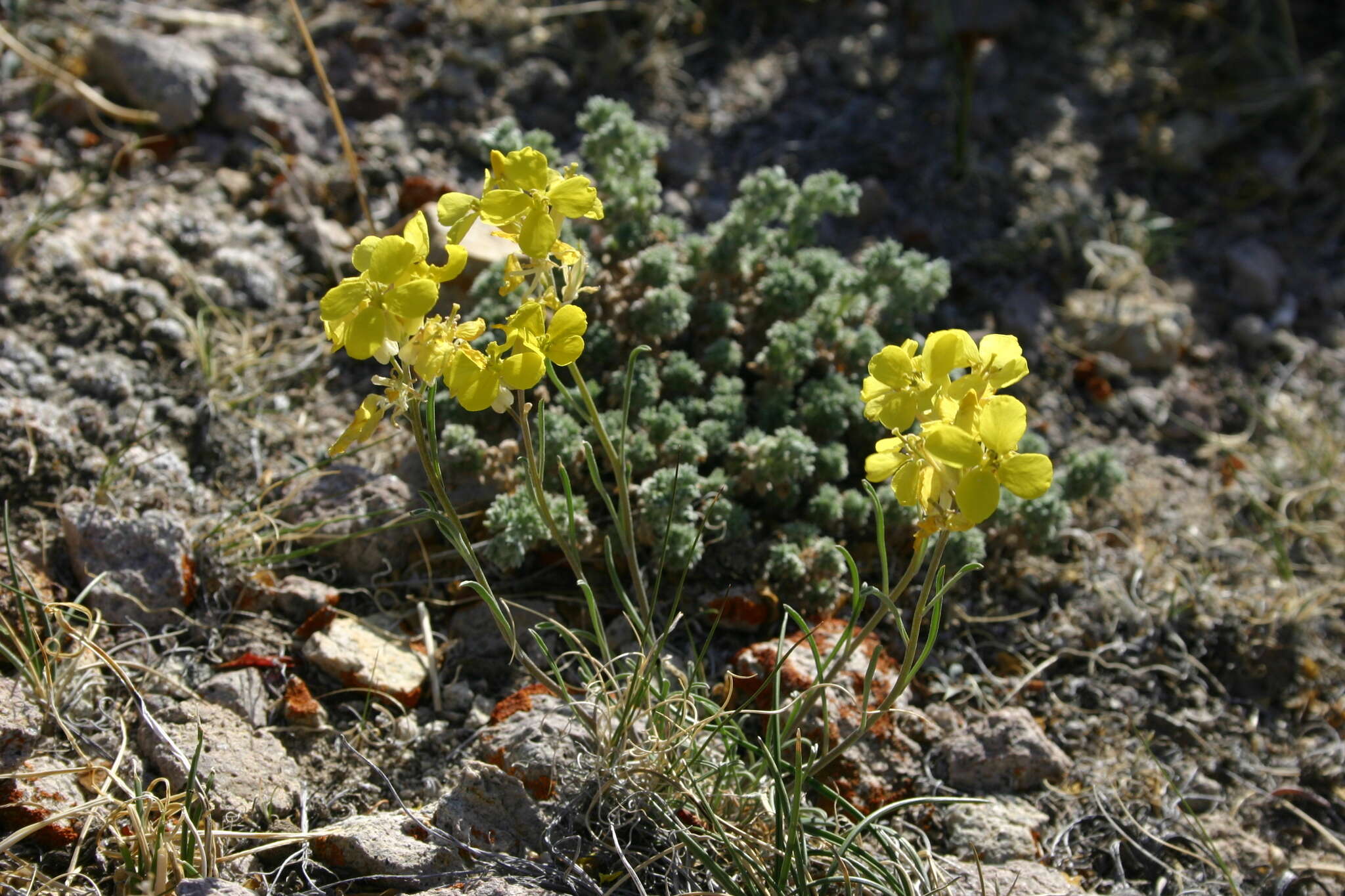 Image of Erysimum flavum subsp. altaicum (C. A. Mey.) Polozhij