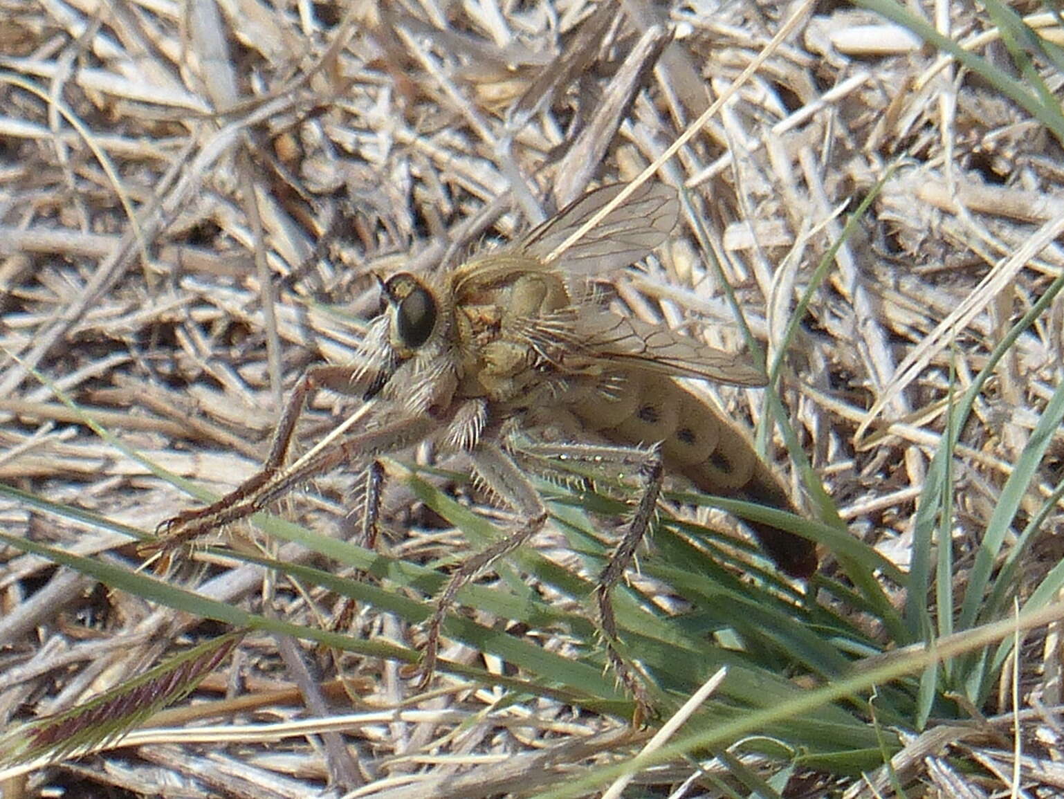 Image of Scleropogon picticornis Loew 1866