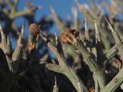 Sivun Euphorbia lignosa Marloth kuva
