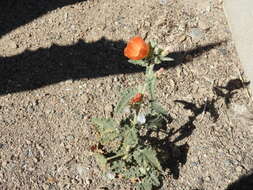 Image of Coulter's globemallow