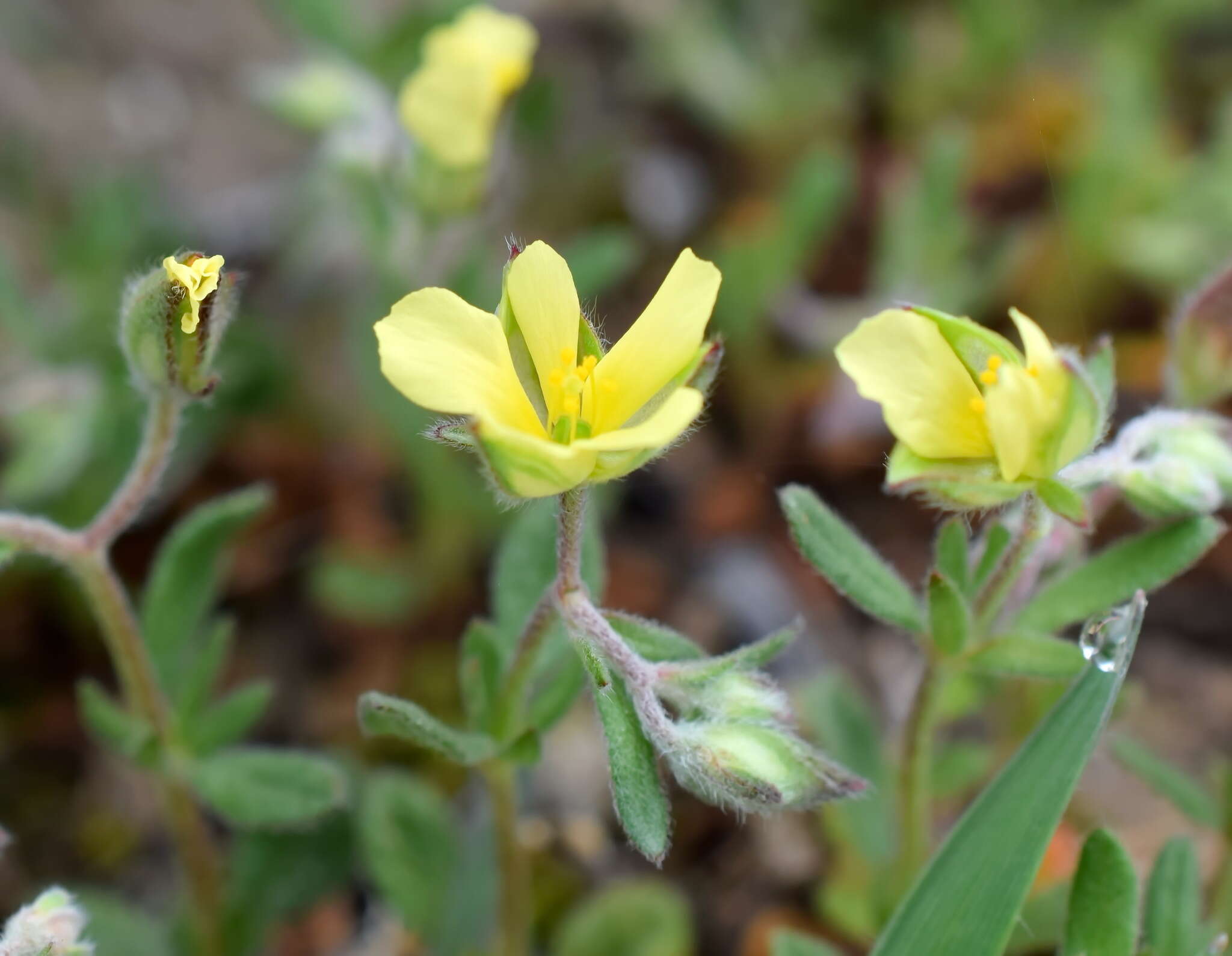 Image of willowleaf frostweed