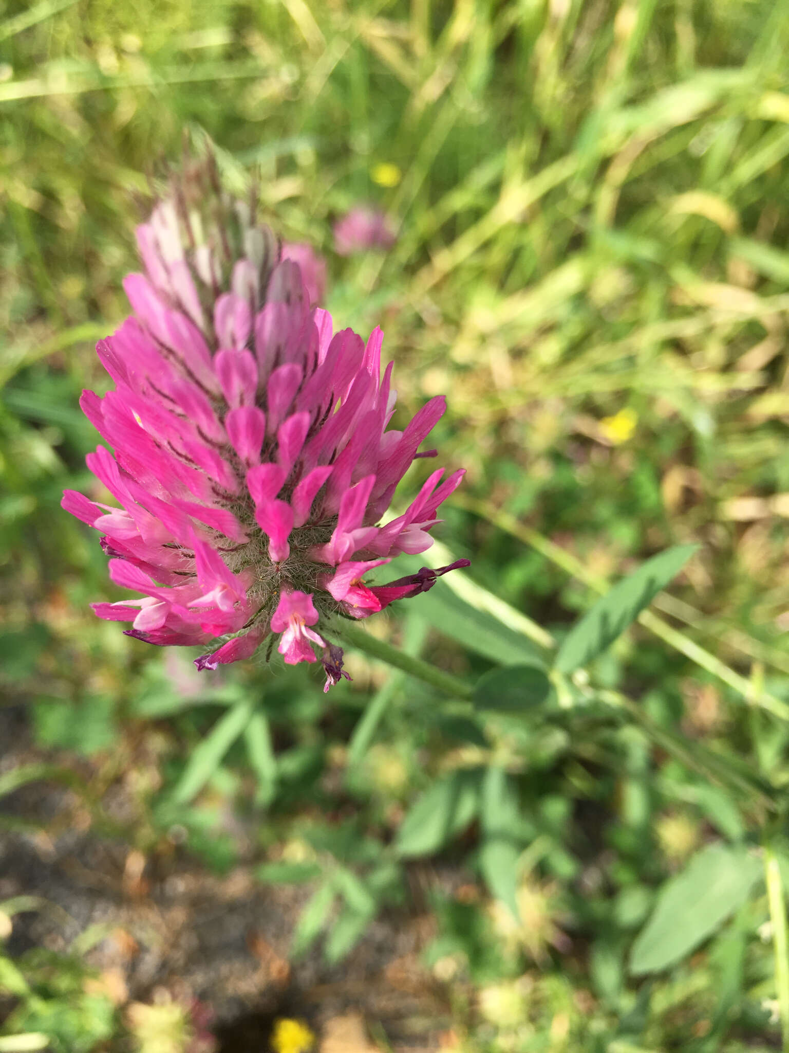 Image of purple clover