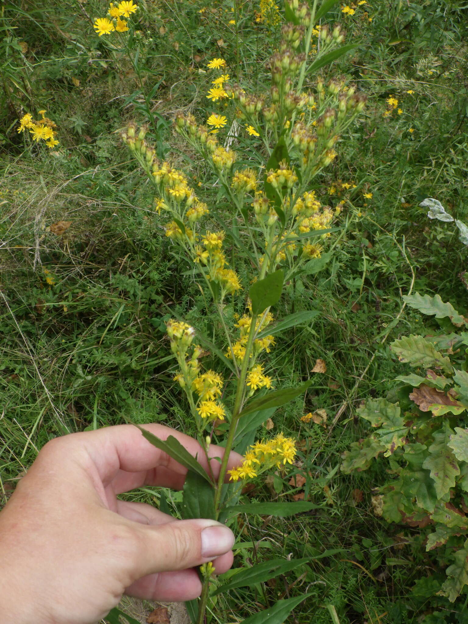 <i>Solidago</i> × <i>niederederi</i> resmi