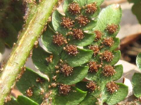 Image de Dryopteris setosa (Thunb. ex Murr.) Akasawa