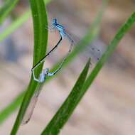 Image of Turquoise Bluet