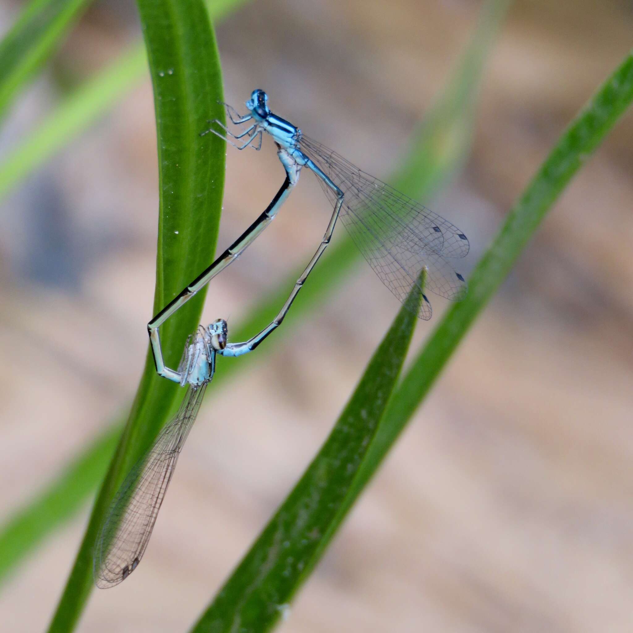 Image of Turquoise Bluet