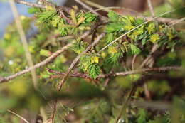 Image of Thymelaea dioica (Gouan) All.