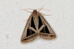 Image of Callistege triangula Barnes & McDunnough 1918