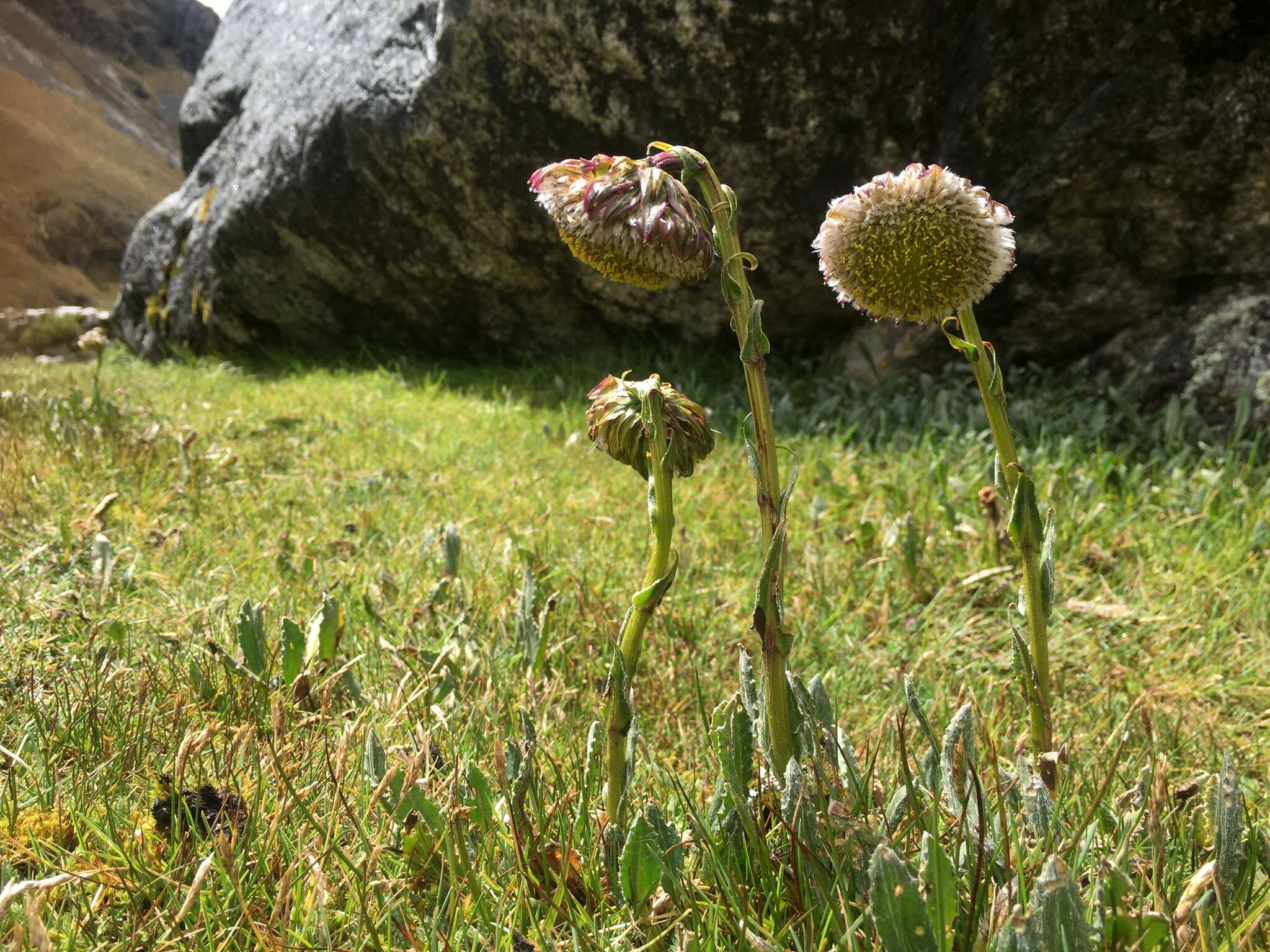 Image of Culcitium serratifolium Meyen & Walp.