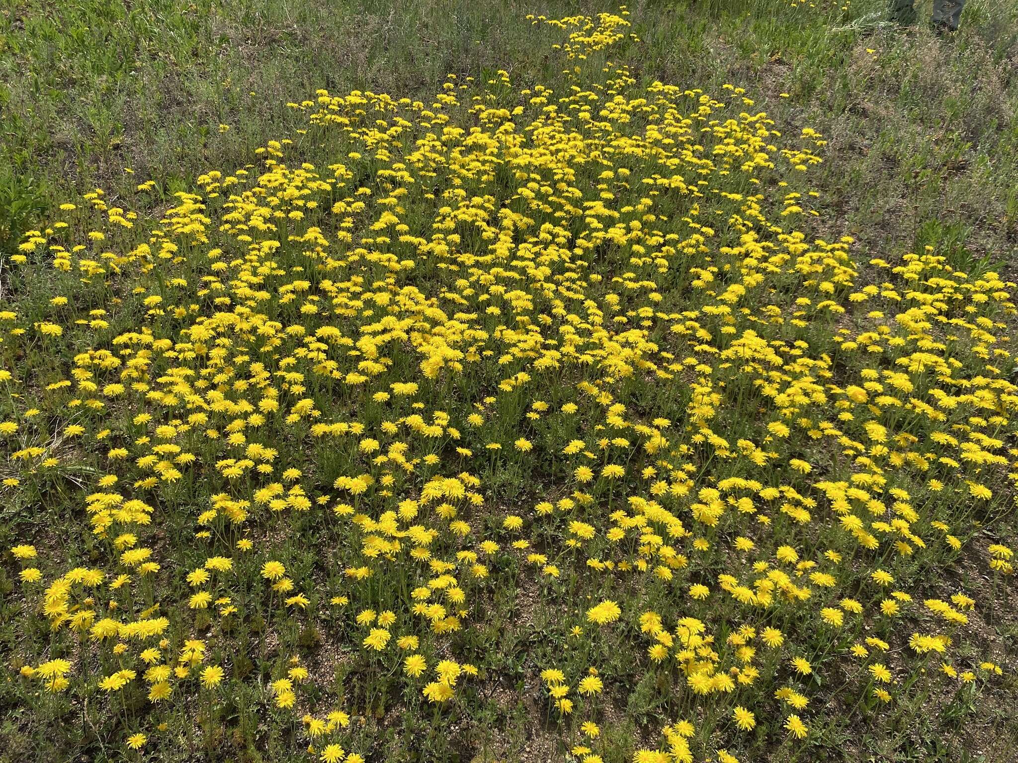 Image of Crepis crocea (Lam.) Babc.