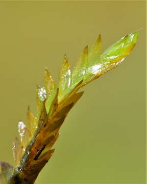 Image of New Mexican fontinalis moss