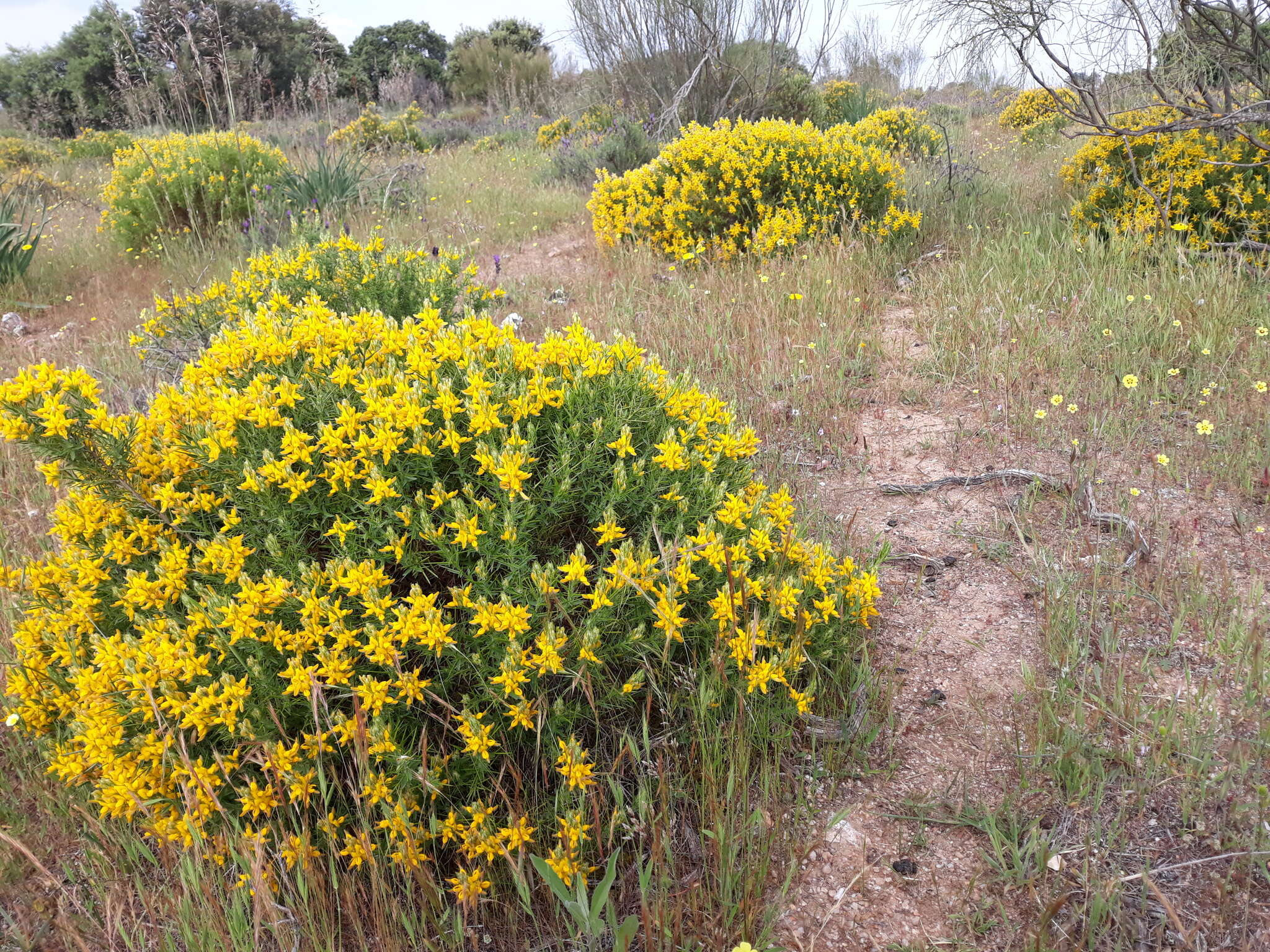 صورة Genista hirsuta M. Vahl