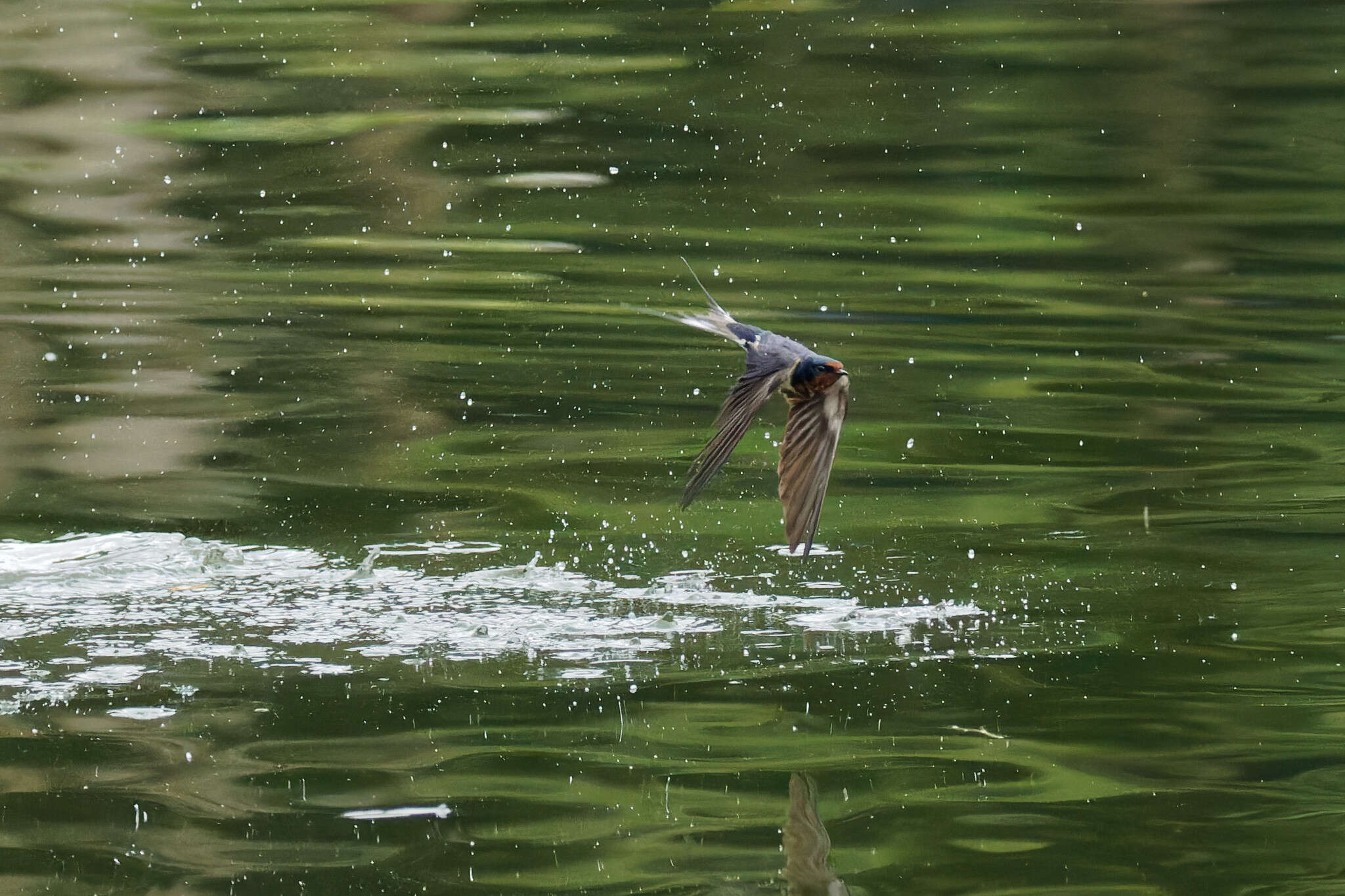 صورة Hirundo rustica gutturalis Scopoli 1786