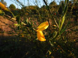 Слика од Cytisus grandiflorus (Brot.) DC.