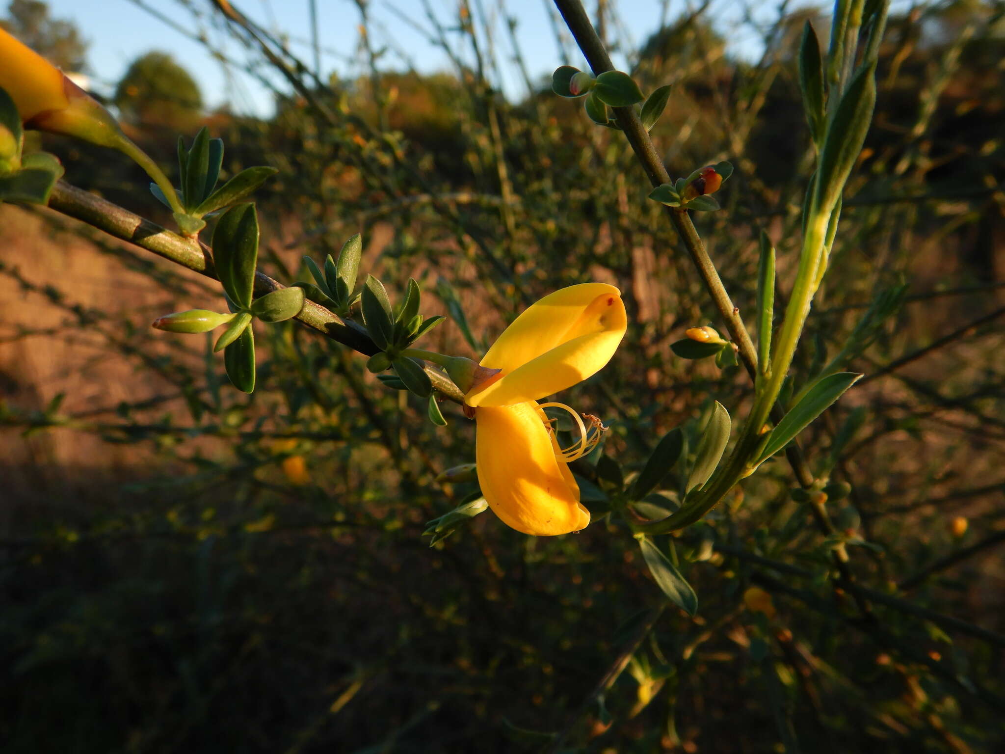 Слика од Cytisus grandiflorus (Brot.) DC.