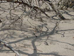 Image of Fringe-toed Sand Lizard