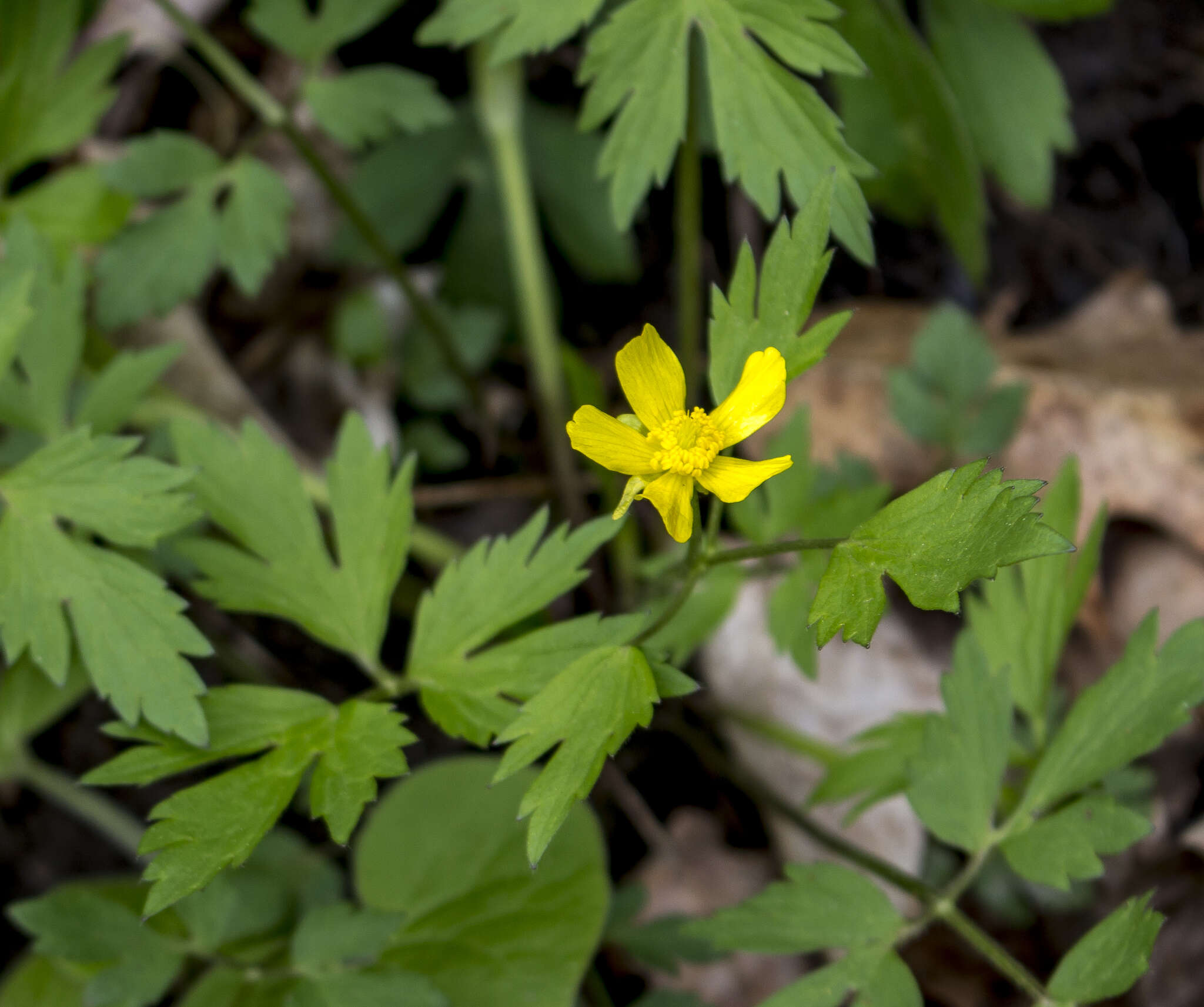 Ranunculus hispidus Michx.的圖片