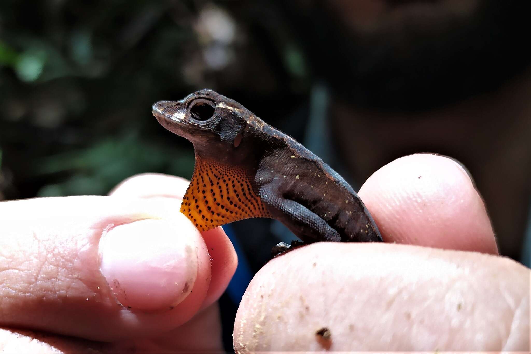 Image of Granular Anole