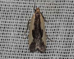 Image of Indented Dichomeris Moth