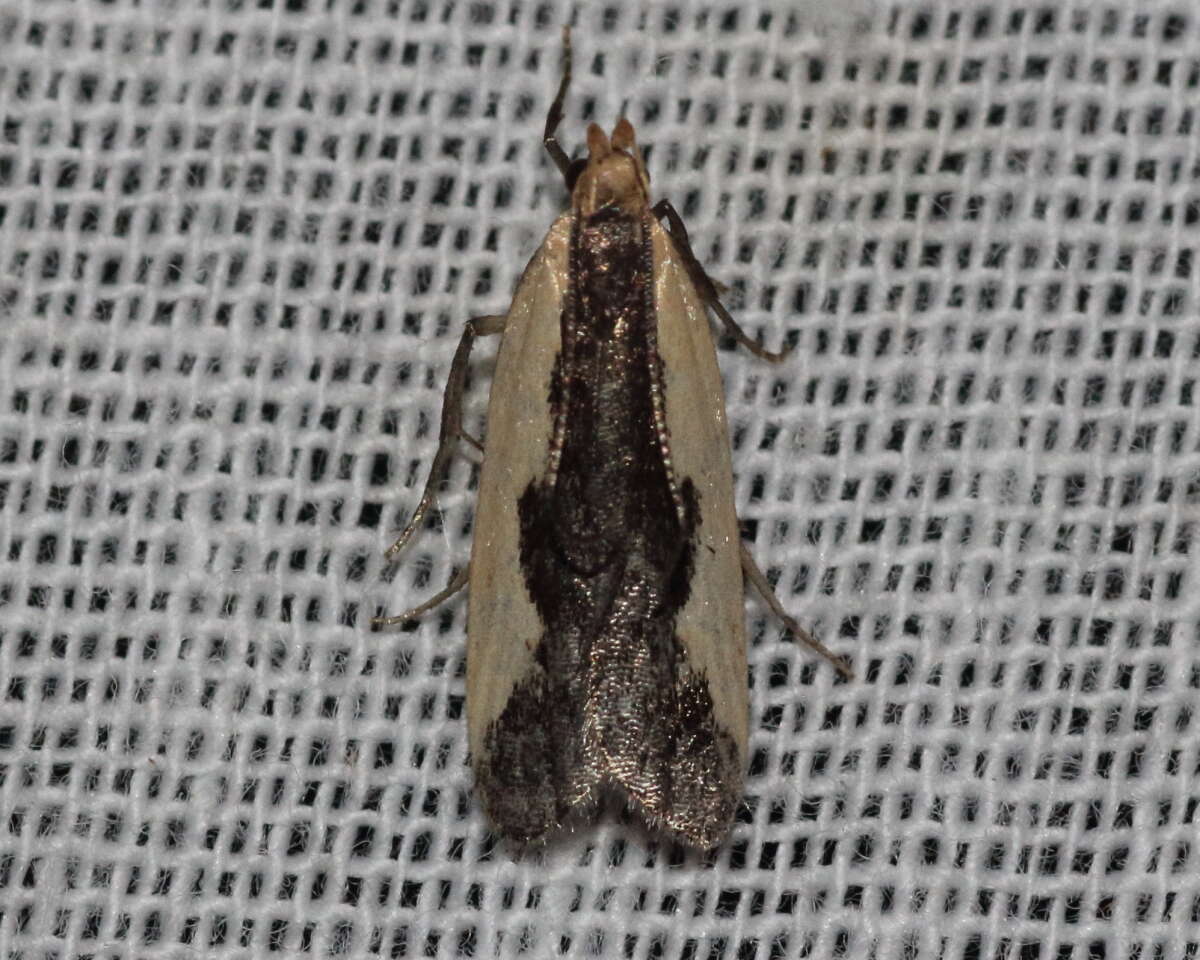 Image of Indented Dichomeris Moth