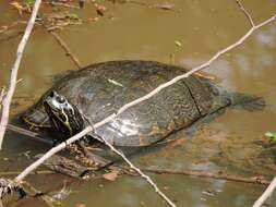 Image of Eastern River Cooter