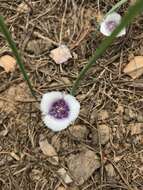 Image de Calochortus coeruleus (Kellogg) S. Watson