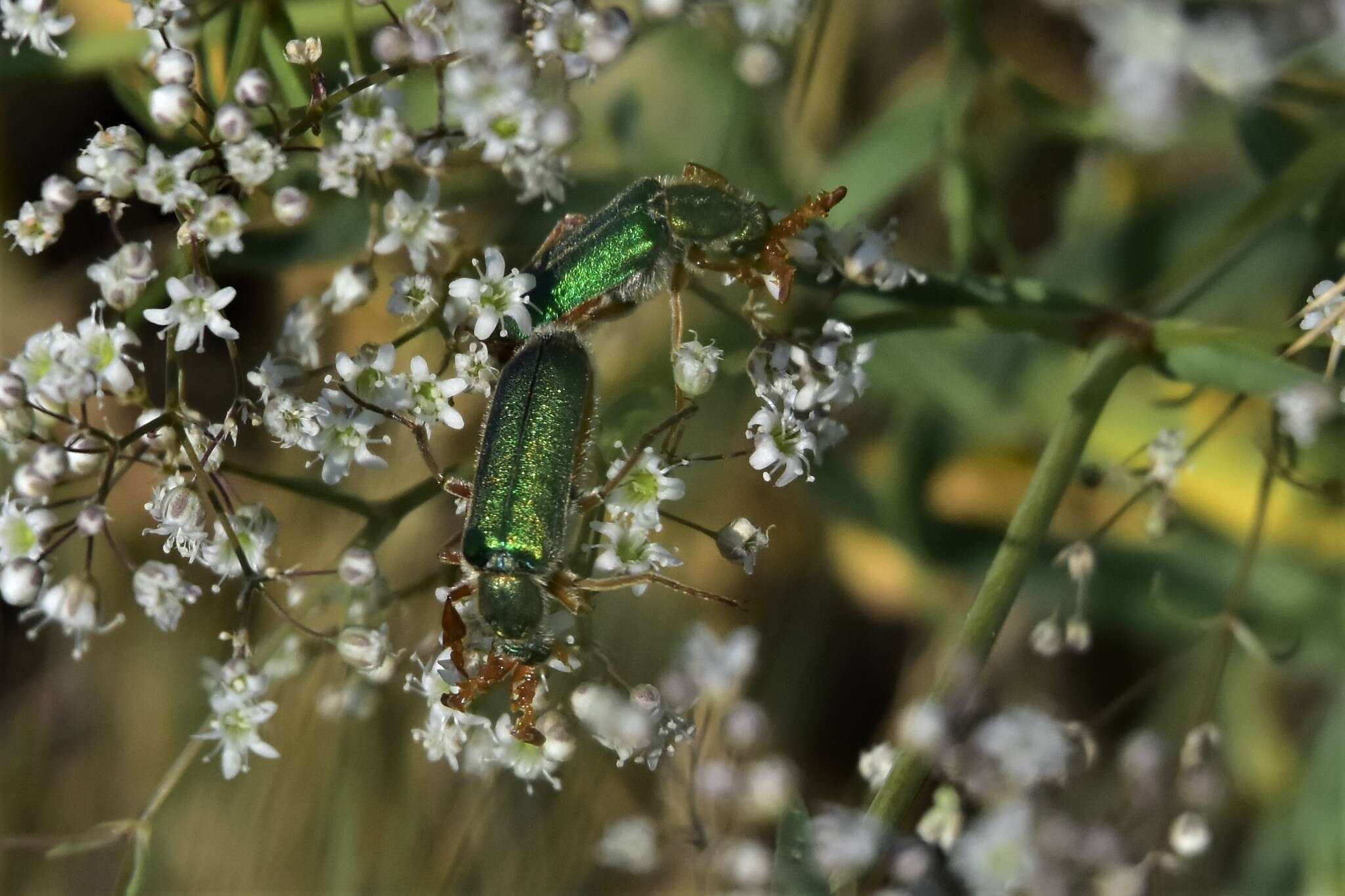 Image of <i>Cerocoma schreberi</i>