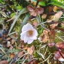 Imagem de Epilobium alsinoides subsp. alsinoides