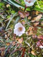 Image of Epilobium alsinoides subsp. alsinoides